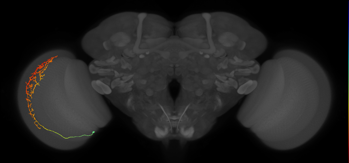 Cm13_L (MaleCNS:531518)