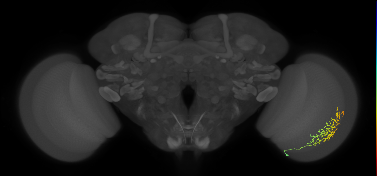 Cm13_R (MaleCNS:46805)