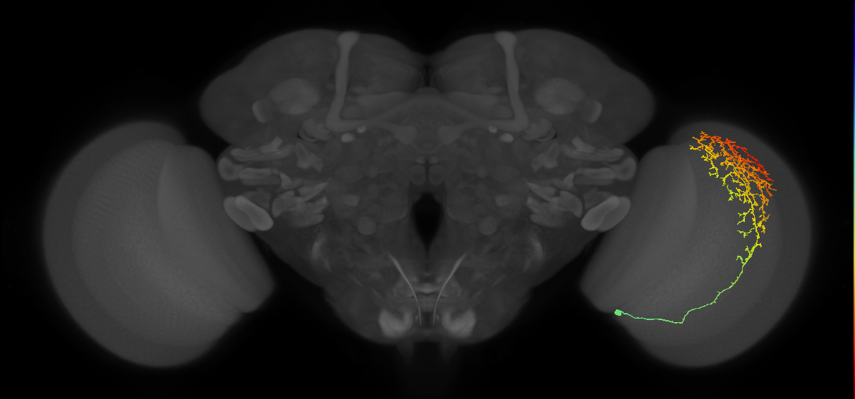 Cm13_R (MaleCNS:29085)