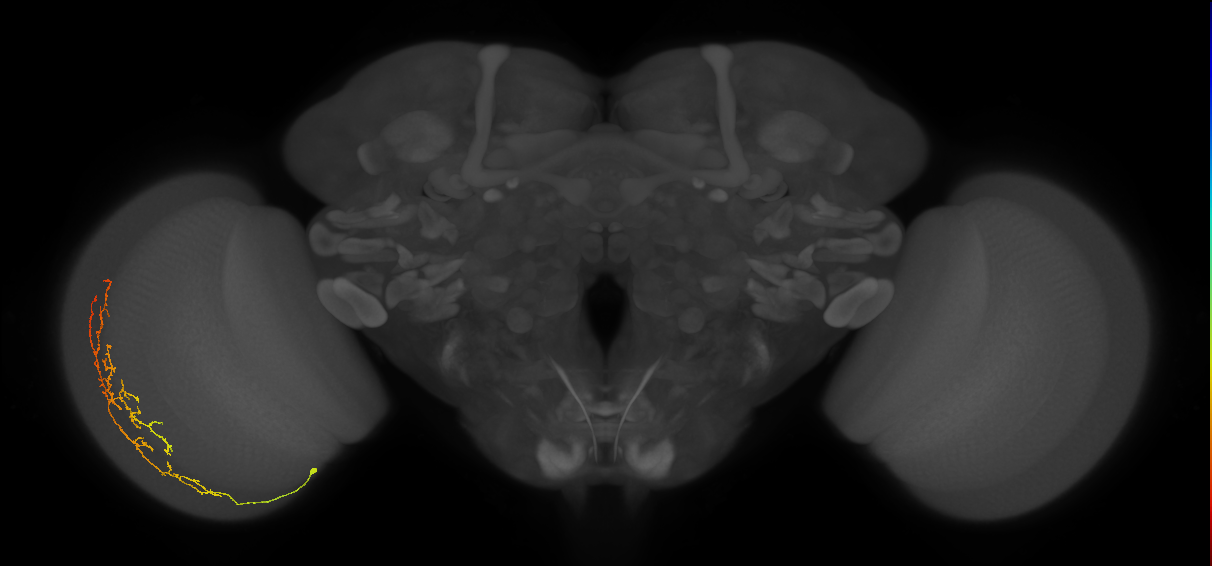 Cm13