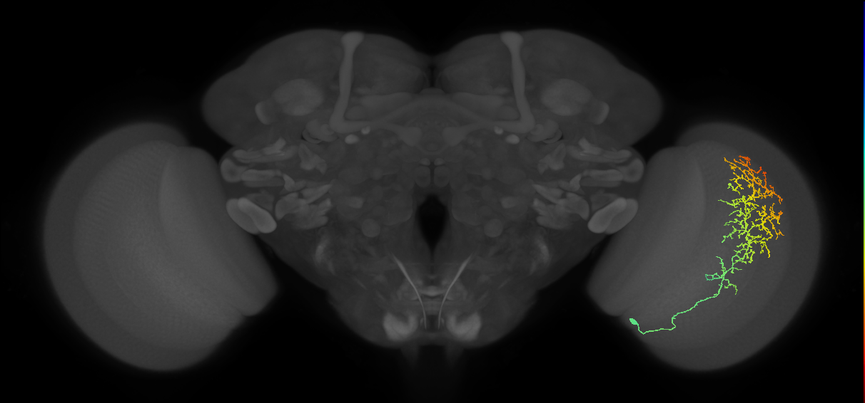 Cm13_R (MaleCNS:33099)