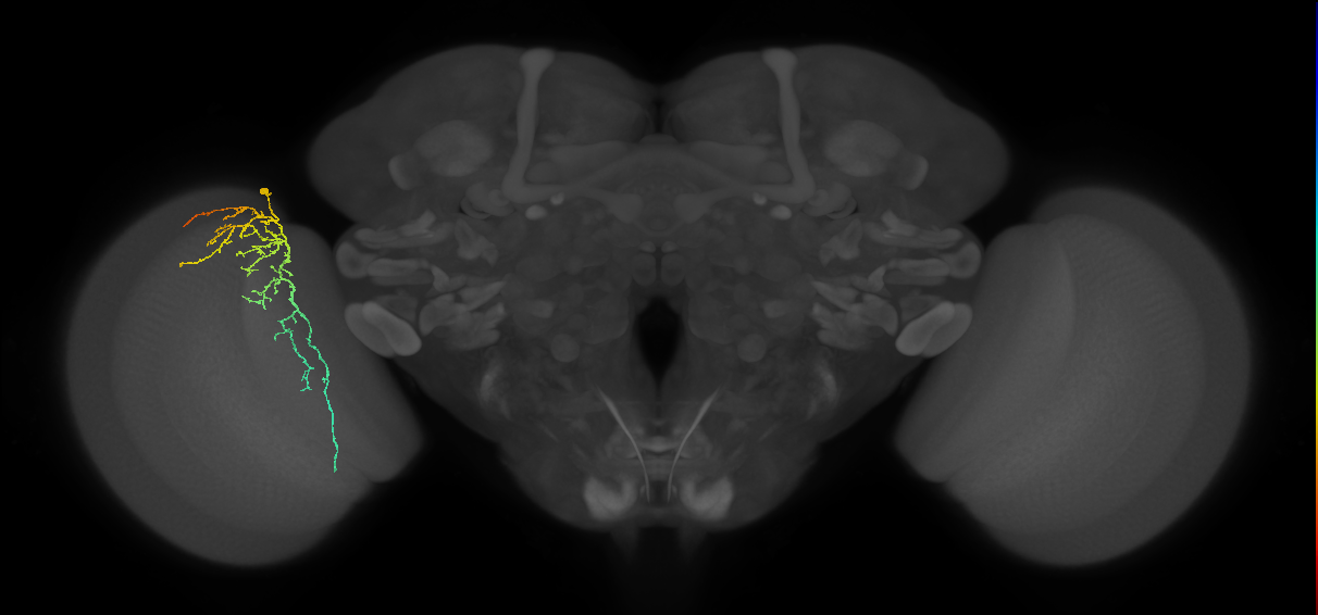 Cm14_L (MaleCNS:37094)