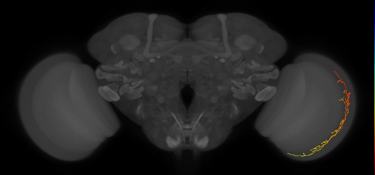 Cm14_R (MaleCNS:47765)