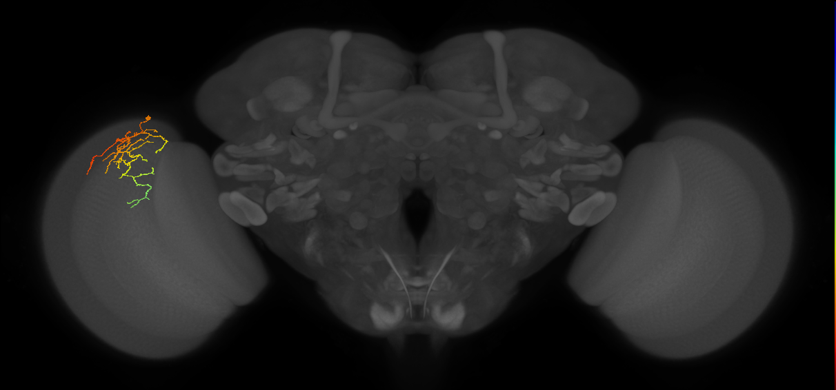 Cm14_L (MaleCNS:133713)