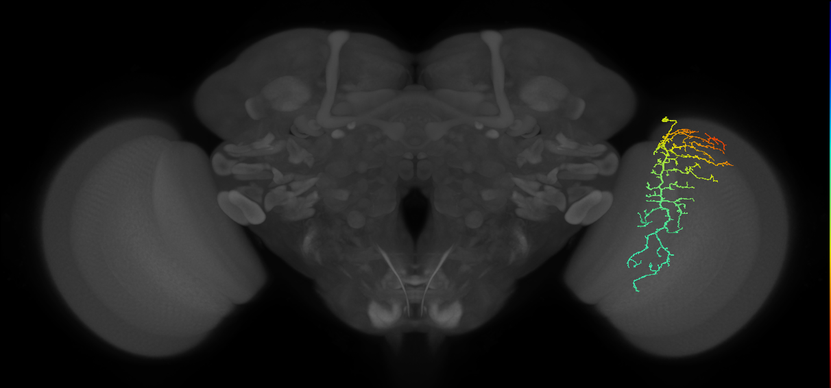 Cm14_R (MaleCNS:35112)