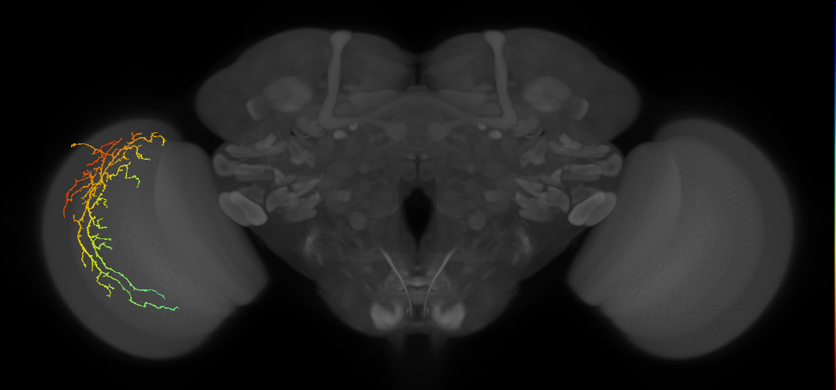 Cm14_L (MaleCNS:518141)