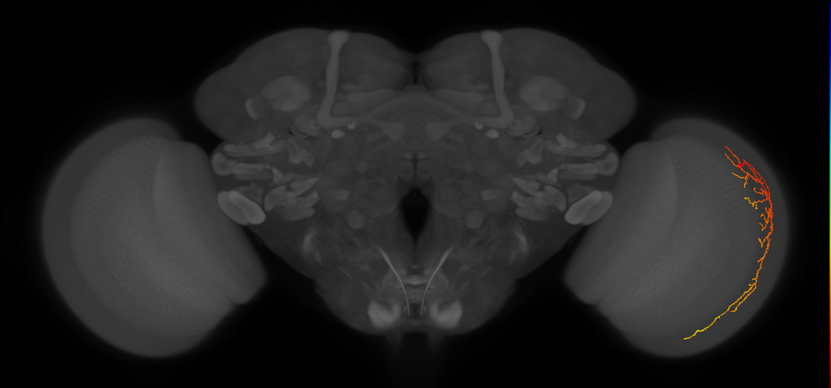 Cm14_R (MaleCNS:57659)