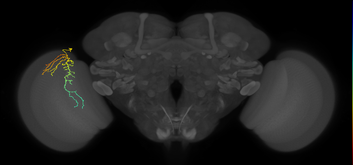 Cm14_L (MaleCNS:543835)