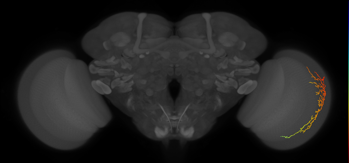 Cm14_R (MaleCNS:42397)