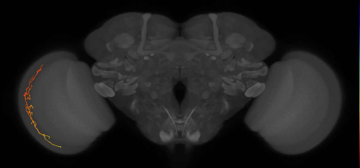Cm14_L (MaleCNS:135022)