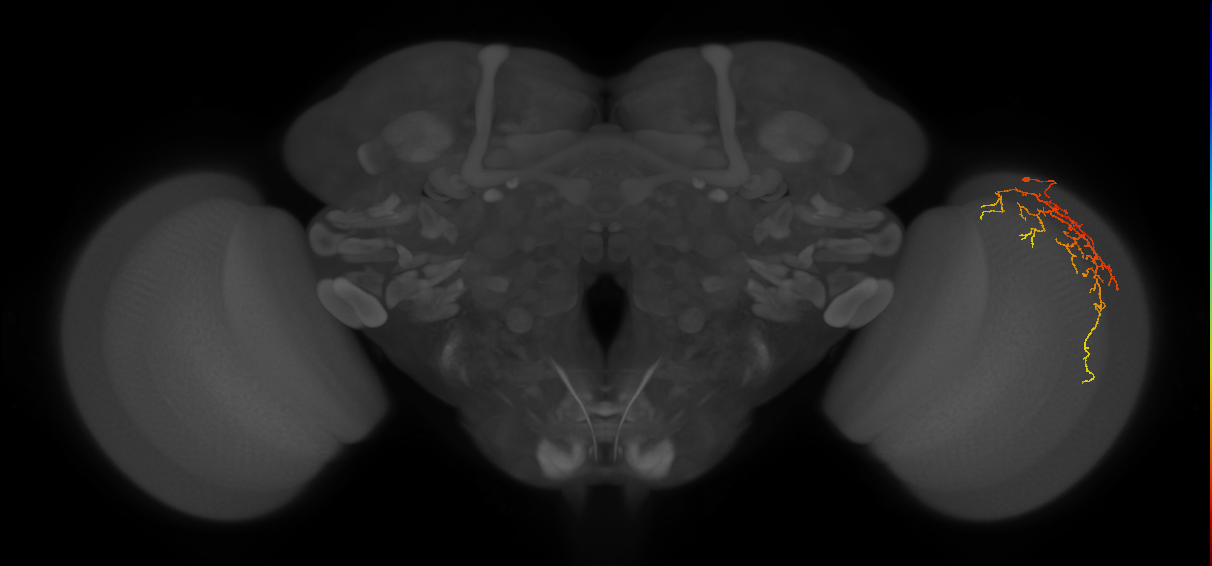 Cm14_R (MaleCNS:68690)