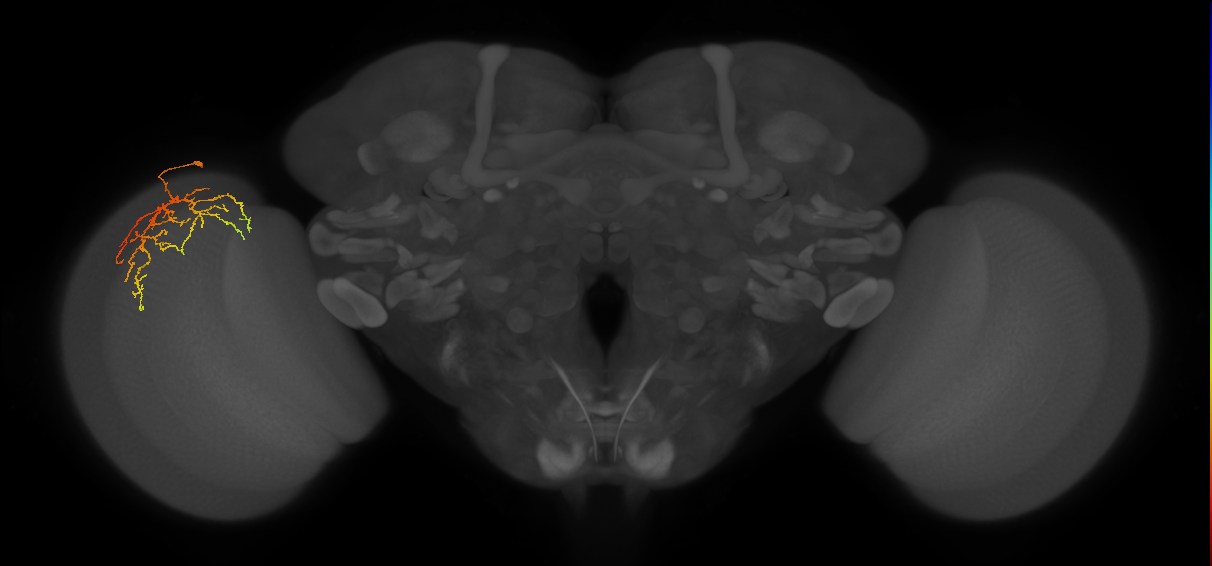 Cm14_L (MaleCNS:552605)