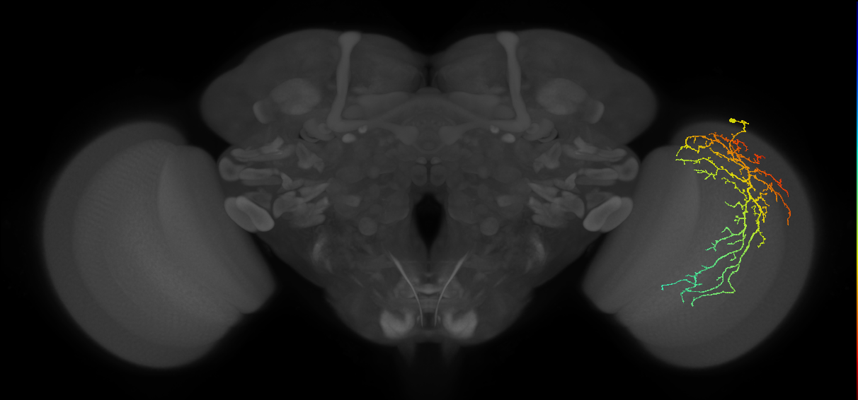 Cm14_R (MaleCNS:24402)