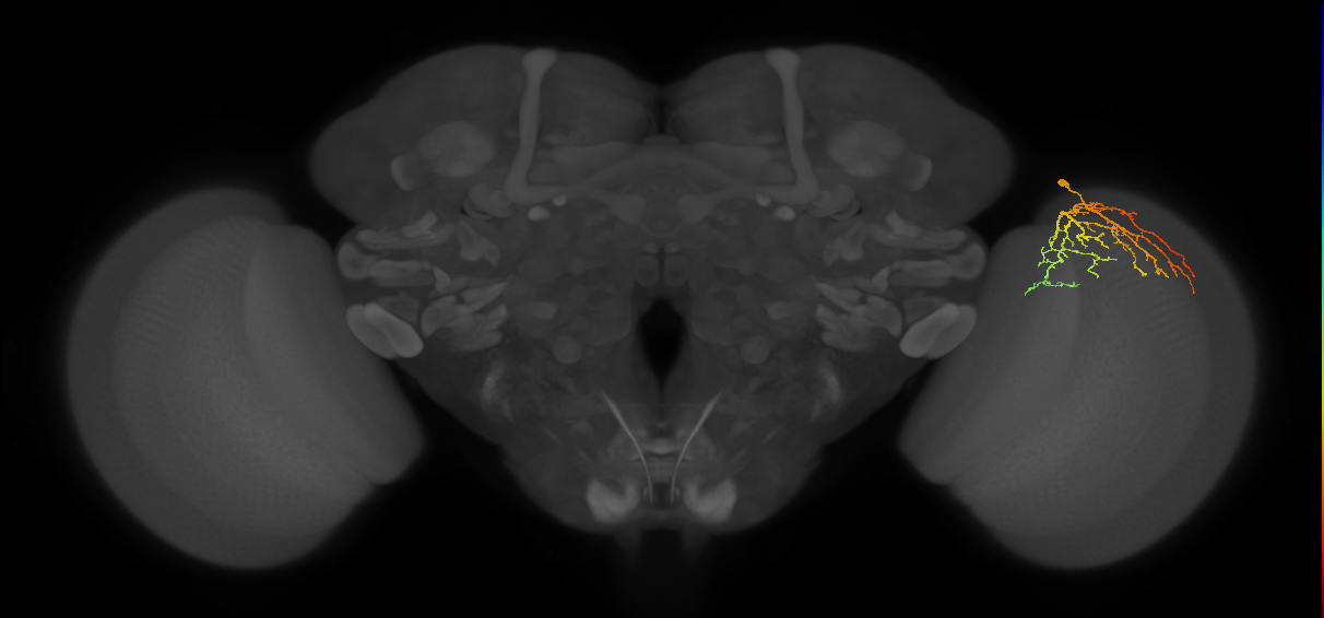 Cm14_R (MaleCNS:64326)