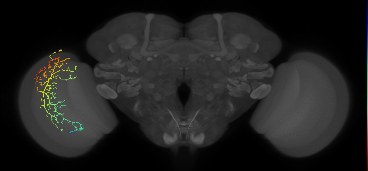 Cm14_L (MaleCNS:22742)