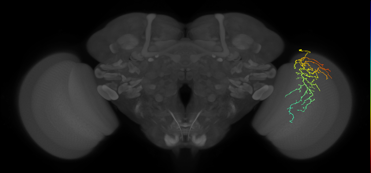 Cm14_R (MaleCNS:34157)
