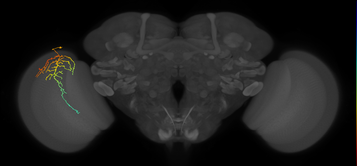Cm14_L (MaleCNS:49241)
