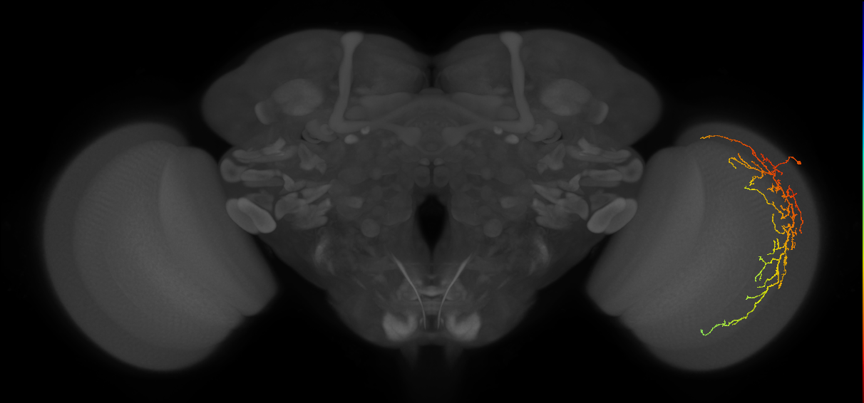 Cm14_R (MaleCNS:31115)