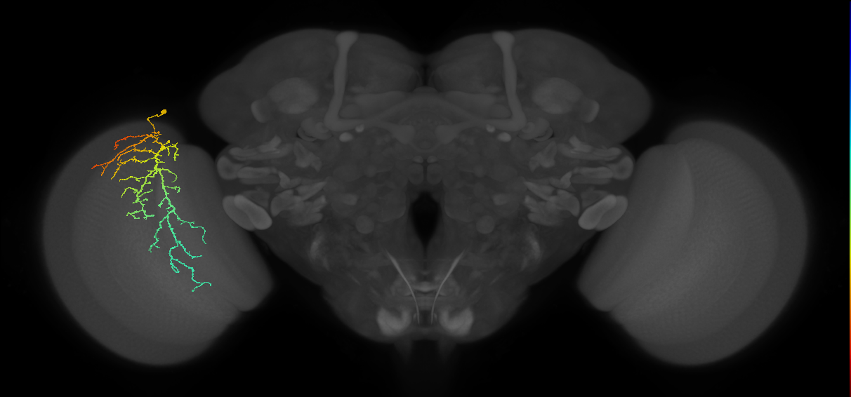 Cm14_L (MaleCNS:33198)