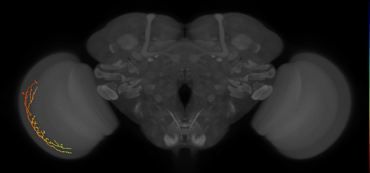 Cm14_L (MaleCNS:530342)
