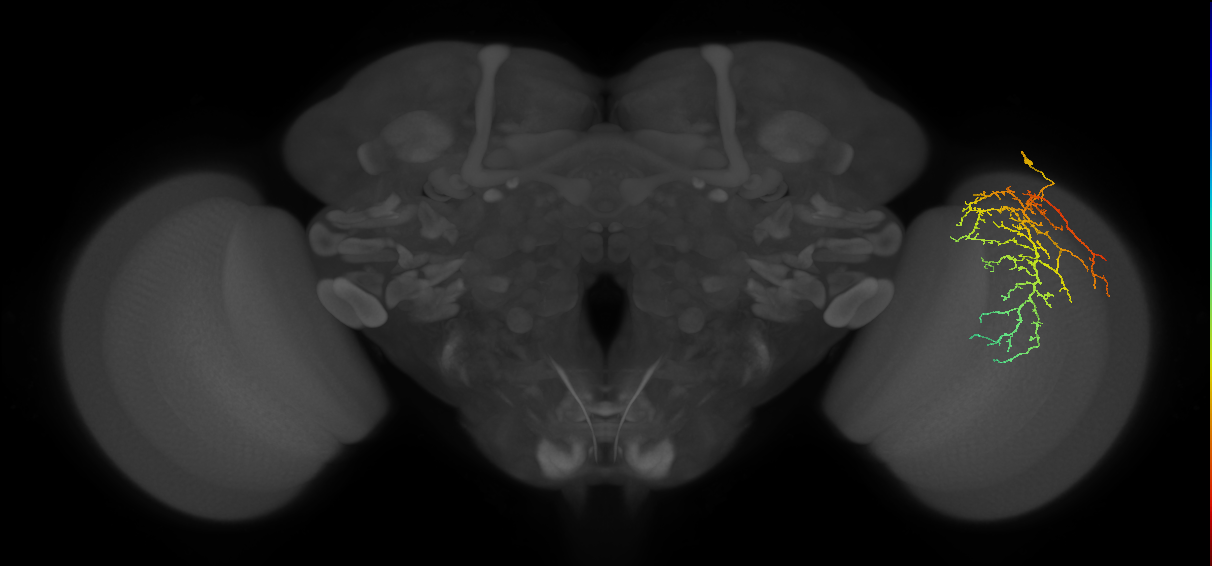 Cm14_R (MaleCNS:35077)