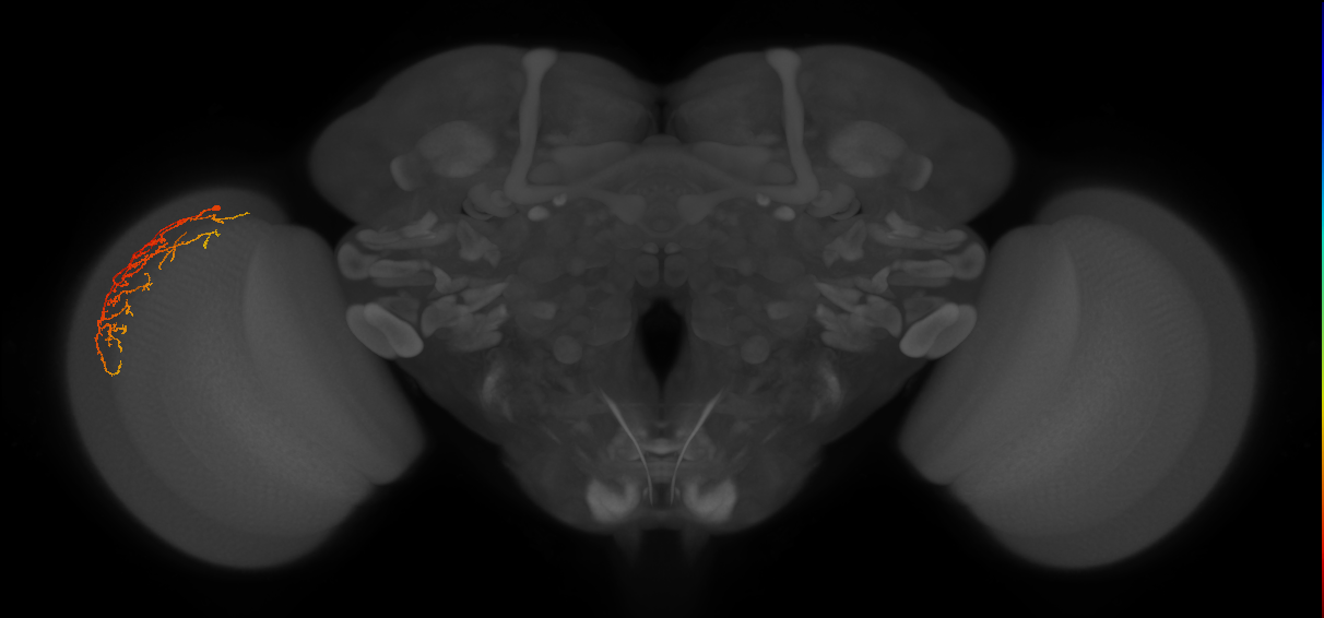 Cm14_L (MaleCNS:156460)