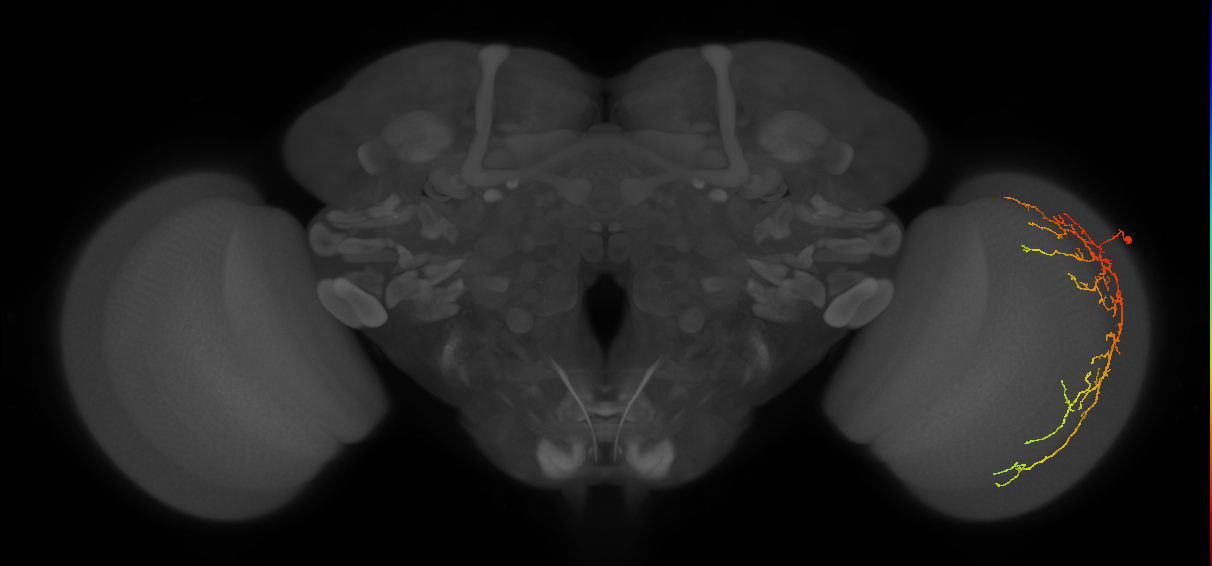 Cm14_R (MaleCNS:36127)