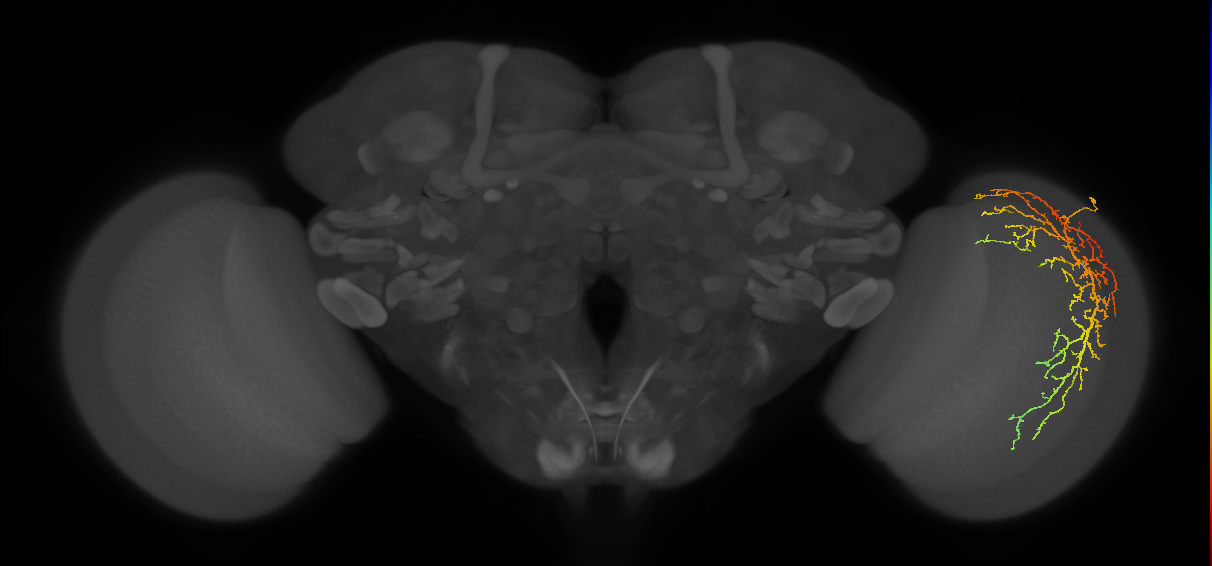 Cm14_R (MaleCNS:23607)