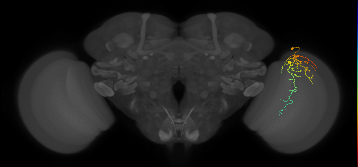 Cm14_R (MaleCNS:54341)