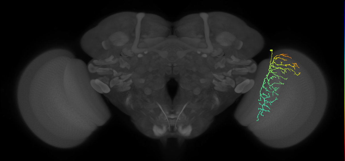 Cm14_R (MaleCNS:36243)