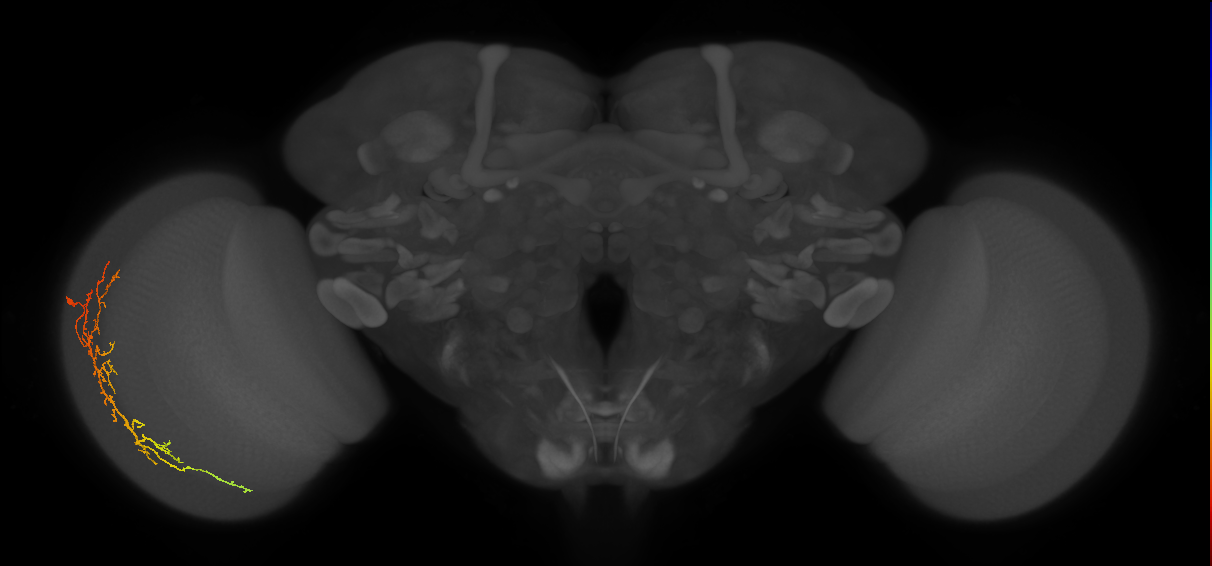 Cm14_L (MaleCNS:513670)