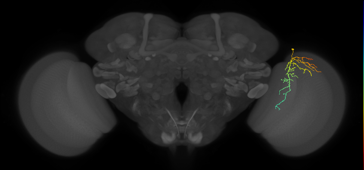 Cm14_R (MaleCNS:69688)