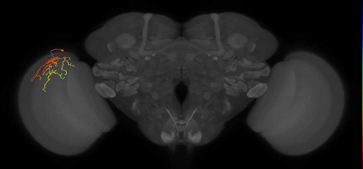 Cm14_L (MaleCNS:55112)