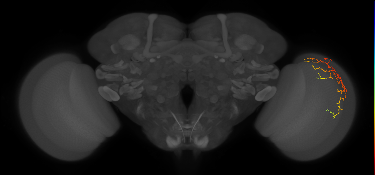 Cm14_R (MaleCNS:54407)