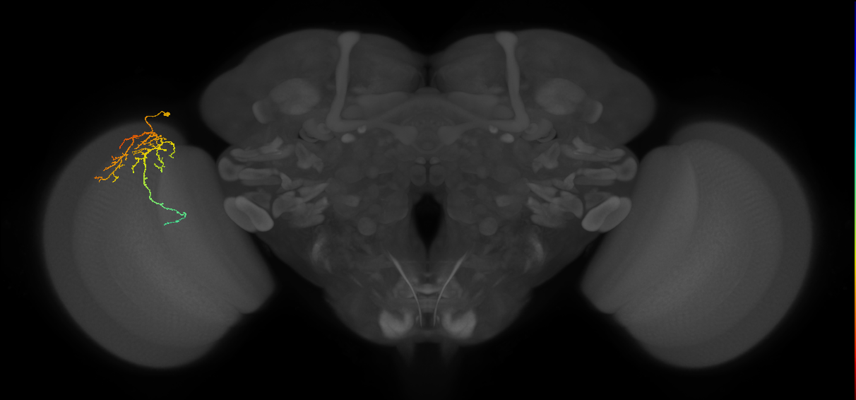 Cm14_L (MaleCNS:68654)
