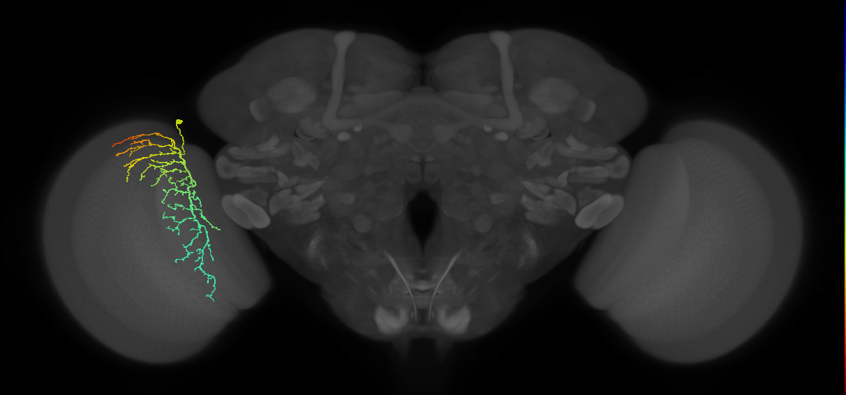 Cm14_L (MaleCNS:535009)