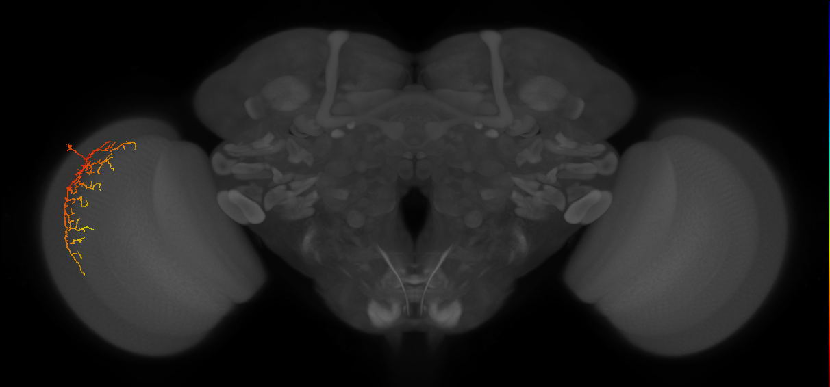 Cm14_L (MaleCNS:48351)