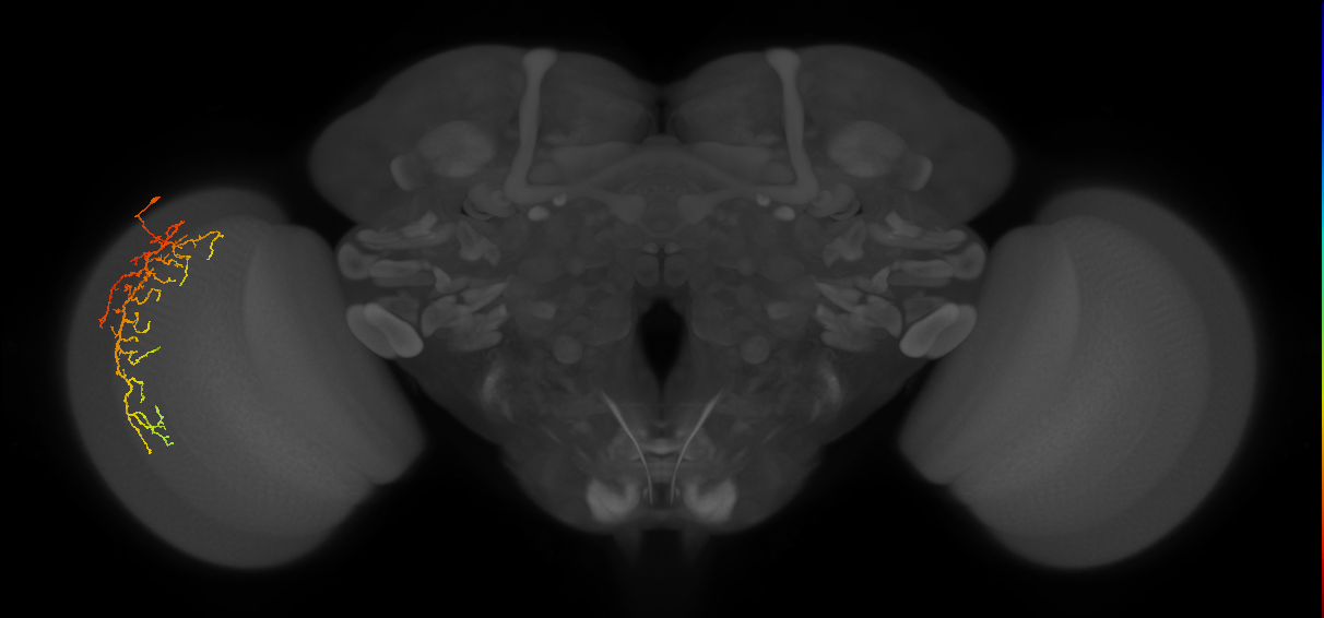 Cm14_L (MaleCNS:26063)