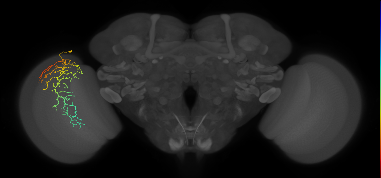Cm14_L (MaleCNS:21749)