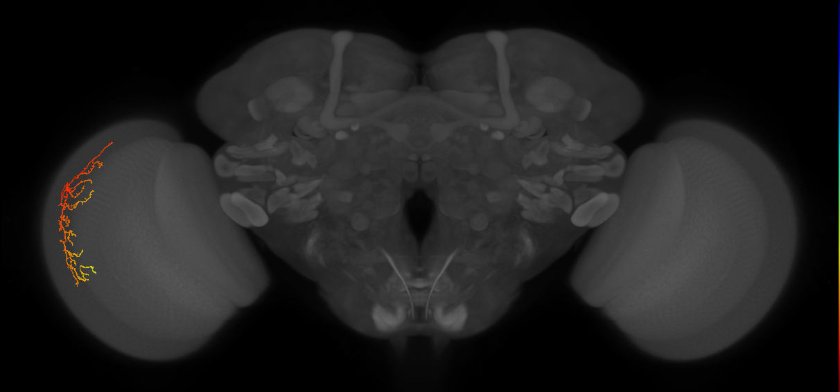 Cm14_L (MaleCNS:58438)