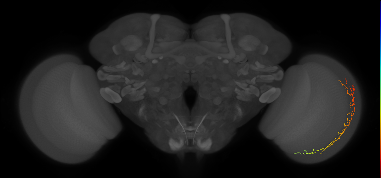 Cm14_R (MaleCNS:56078)