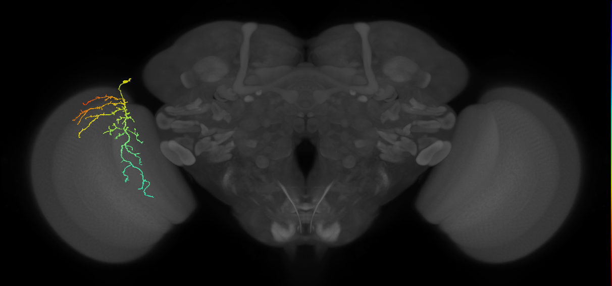 Cm14_L (MaleCNS:53377)