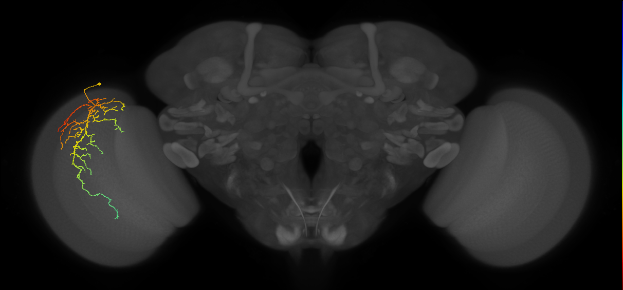Cm14_L (MaleCNS:28085)