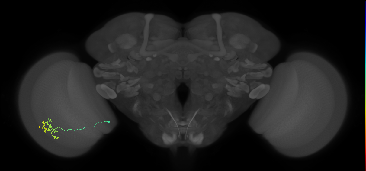 Cm15_L (MaleCNS:96462)