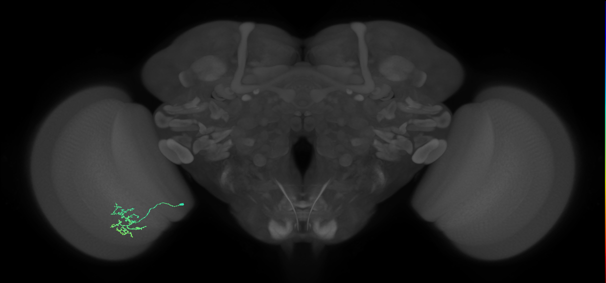Cm15_L (MaleCNS:117690)