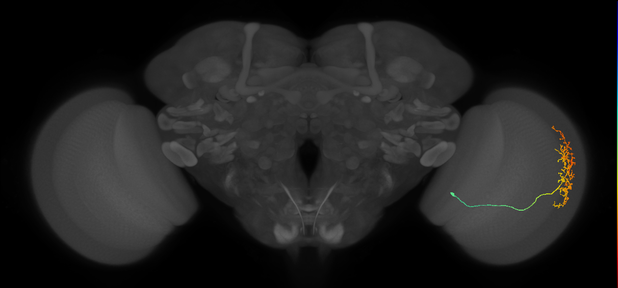 Cm15_R (MaleCNS:47292)