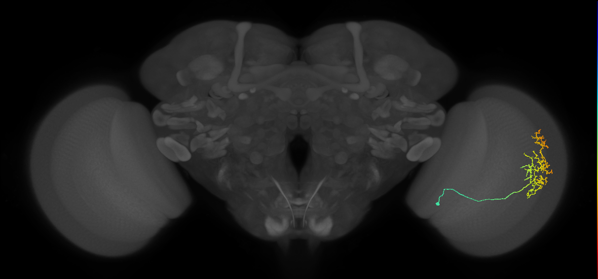 Cm15_R (MaleCNS:51297)