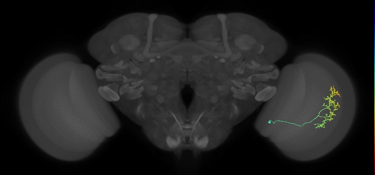 Cm15_R (MaleCNS:57358)