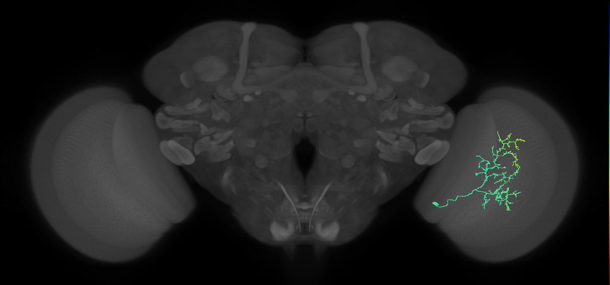 Cm15_R (MaleCNS:66735)