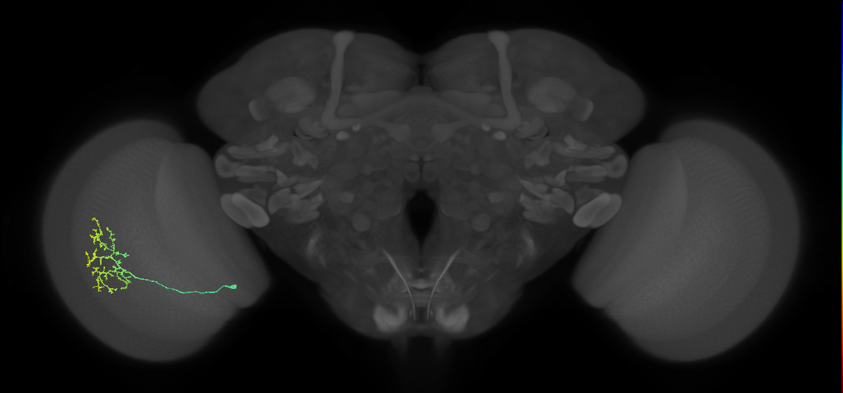 Cm15_L (MaleCNS:69430)